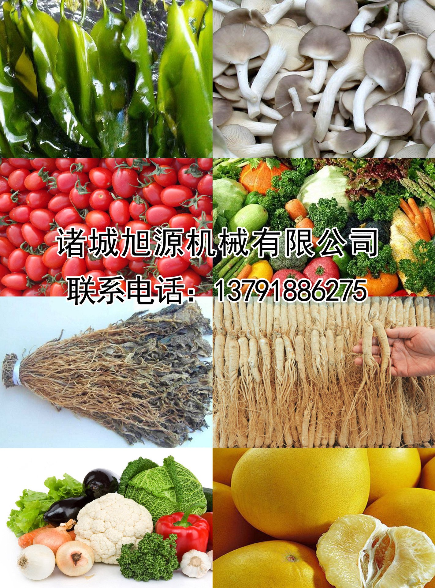 廠家直銷瓜果清洗機 果蔬清洗機 商用洗菜機 品質蔬菜清洗機